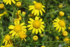 Senecio pterophorus_Margarida Vila CC BY-NC