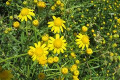 Senecio pterophorus_Margarida Vila CC BY-NC