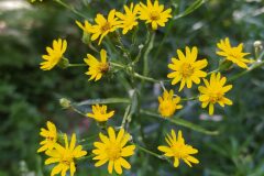 Senecio pterophorus_Merce Vallicrosa CC BY-NC