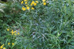 Senecio pterophorus_Merce Vallicrosa CC BY-NC