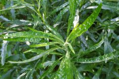 Senecio pterophorus_Merce Vallicrosa CC BY-NC