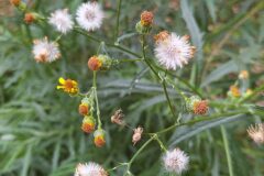 Senecio pterophorus_Merce Vallicrosa CC BY-NC