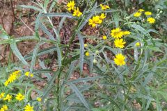 Senecio pterophorus_Merce Vallicrosa CC BY-NC