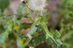 Senecio vulgaris_Angels Delgado