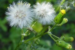 Senecio vulgaris_Anna Llandrich