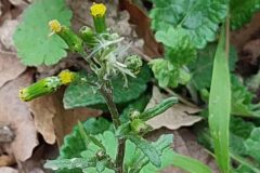 Senecio vulgaris_Carles Ibarria CC BY-NC