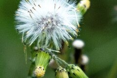 Senecio vulgaris_Gloria Busquets