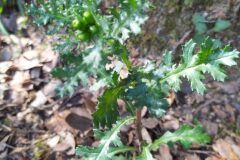 Senecio vulgaris_Merce Vallicrosa CC BY-NC