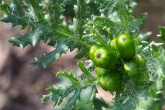 Senecio vulgaris_Merce Vallicrosa CC BY-NC