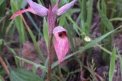 Serapias lingua_Joanjo Garcia CC BY-NC