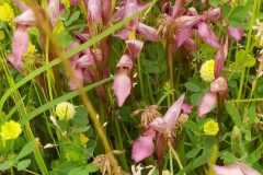 Serapias lingua_Merce Vallicrosa CC BY-NC