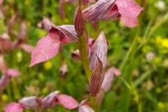 Serapias lingua_Merce Vallicrosa CC BY-NC