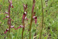 Serapias lingua_Neus Julia CC BY-SA