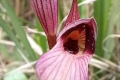 Serapias lingua_Neus Julia 