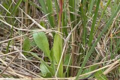 Serapias lingua_Neus Julia 