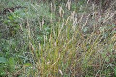 Setaria parviflora_Gabriel Huguet