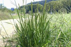 Setaria parviflora_Joaquim Reberte