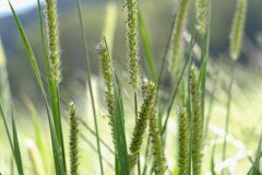 Setaria parviflora_Joaquim Reberte