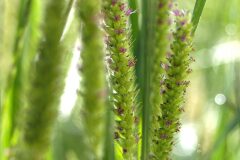 Setaria parviflora_Joaquim Reberte