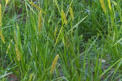 Setaria parviflora_Merce Vallicrosa CC BY-NC