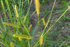 Setaria parviflora_Merce Vallicrosa CC BY-NC