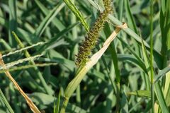 Setaria verticillata_Marta Costa_CC BY-NC