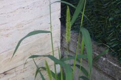 Setaria verticillata_Pere Barnola CC BY-SA