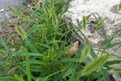 Setaria viridis_Jaume Marti CC BY-NC