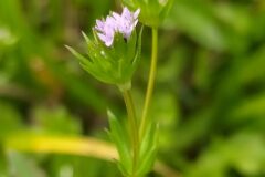 Sherardia arvensis_Merce Vallicrosa CC BY-NC