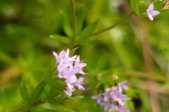 Sherardia arvensis_Merce Vallicrosa CC BY-NC