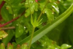 Sherardia arvensis_Merce Vallicrosa CC BY-NC