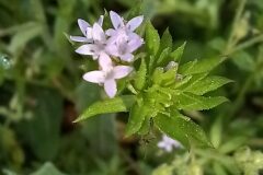 Sherardia arvensis_Neus Julia CC BY-SA