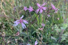 Silene flos cuculi flos cuculi_Gloria Ribes CC BY-NC