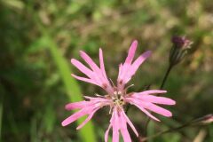 Silene flos cuculi flos cuculi_Joanjo Garcia CC BY-NC