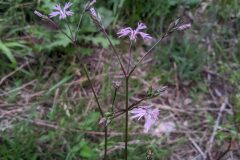 Silene flos cuculi flos cuculi_Katarzyna Zarnowiec CC BY-SA