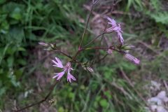 Silene flos cuculi flos cuculi_Katarzyna Zarnowiec CC BY-SA