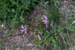 Silene flos cuculi flos cuculi_Katarzyna Zarnowiec CC BY-SA