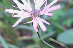 Silene flos cuculi flos cuculi_Kris Van Puymbroeck