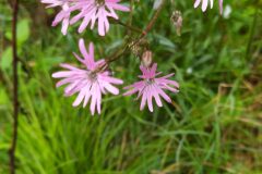 Silene flos cuculi flos cuculi_Merce Vallicrosa CC BY-NC