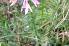 Silene flos cuculi flos cuculi_Merce Vallicrosa CC BY-NC