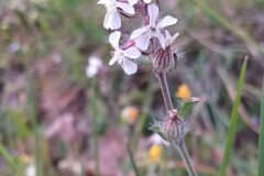 Silene gallica_Merce Vallicrosa CC BY-NC