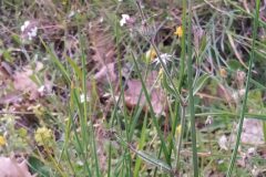 Silene gallica_Merce Vallicrosa CC BY-NC