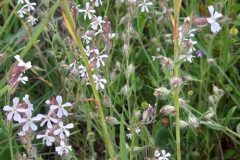 Silene gallica_Neus Julia CC BY-SA