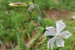 Silene latifolia_Isabel Gallent