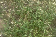 Silene latifolia_Jordi Espar CC BY