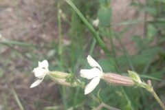 Silene latifolia_Jordi Espar CC BY