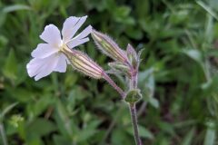 Silene latifolia_Katarzyna Zarnowiec CC BY-SA