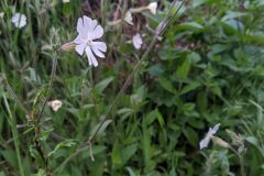 Silene latifolia_Katarzyna Zarnowiec CC BY-SA