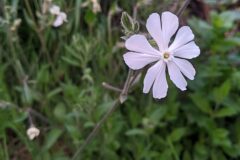 Silene latifolia_Katarzyna Zarnowiec CC BY-SA