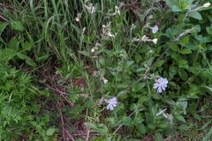 Silene latifolia_Katarzyna Zarnowiec CC BY-SA